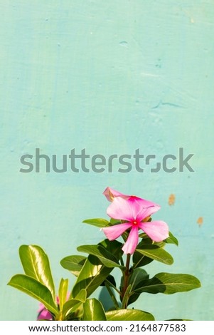 Flowers with a simple blue wall background are great for editing and wallpaper