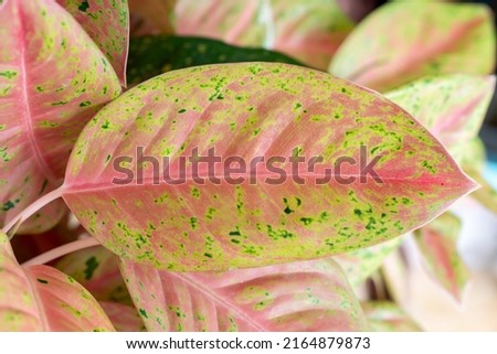 Pink flower leaves are very good for editing and wallpaper materials