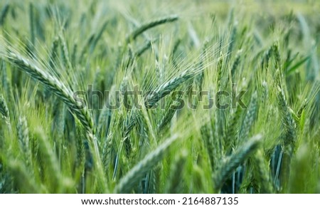 Field of green rye. Close-up Royalty-Free Stock Photo #2164887135