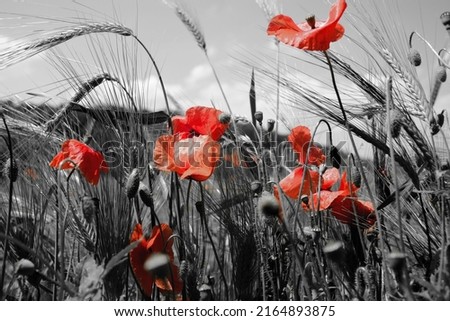 Guts beautiful poppies on black and white background. Flowers Red poppies blossom on wild field. Beautiful field red poppies with selective focus.