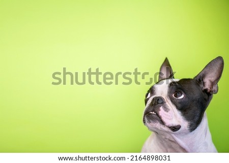 Close-up of a dog's muzzle on a bleached background, a purebred Boston Terrier. Copy space.