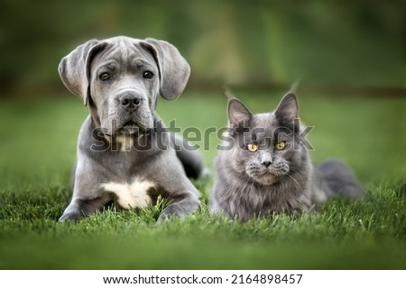 two beautiful pets, cane corso puppy and maine coon kitten posing together on grass outdoors