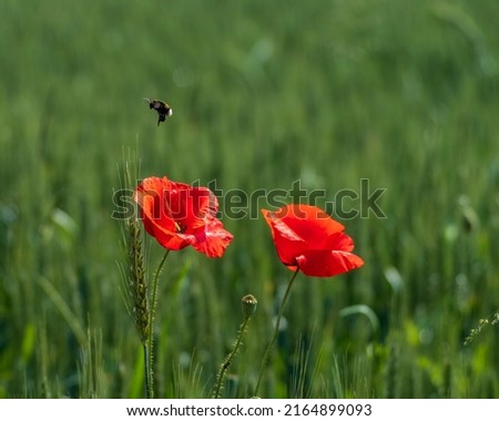 Bumblebee hovering over red poppy flower in green grain field 