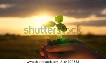 Man holds a green plant in his hands. In palms of farmer, sprout in fertile land. Agriculture concept. Gardener on plantation presses sprouts into soil. Agriculture, Grow food. Caring for environment Royalty-Free Stock Photo #2164902833