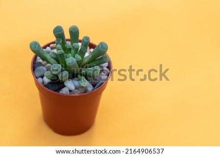 Succulent frithia pulchra on yellow background. Selective focus. Picture for articles about hobbies, plants.