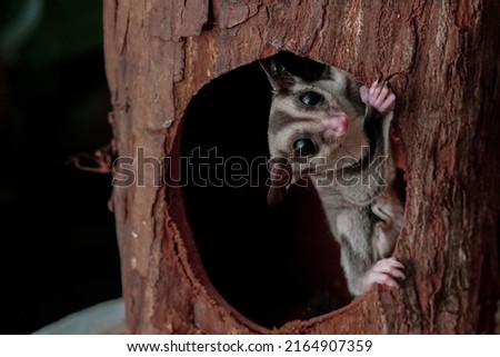 Sugar glider hanging in the tree hole