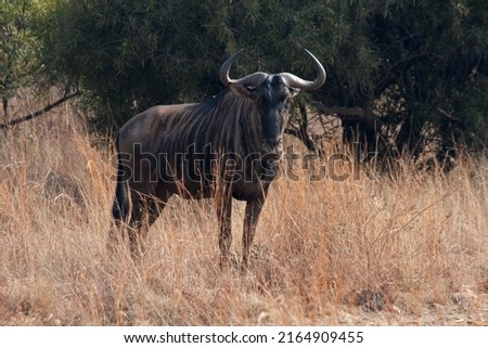 BLUE WILDBEEST IN SUNLIGHT ON SOUTH AFRICAN DORMANT GRASSLAND