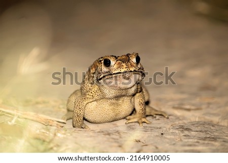 Common toad frog close up with beautiful white background 