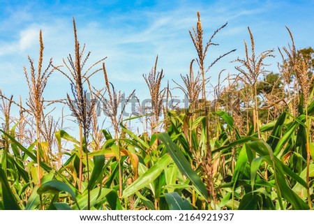 Corn plantation in Brazilian territory 