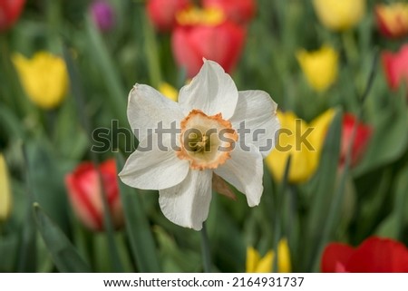 White spring garden with daffodils and red and yellow tulips in blur in the background. Selective focus Narcissus flower beauty.