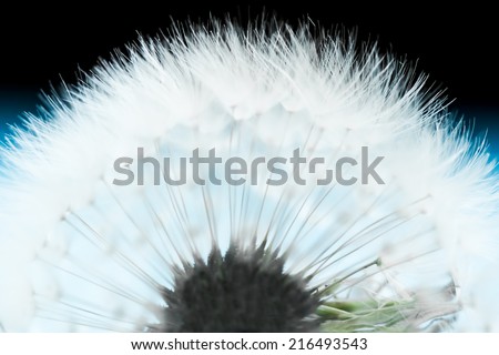 Abstract dandelion flower macro. Extreme closeup with soft focus. Beautiful nature details background