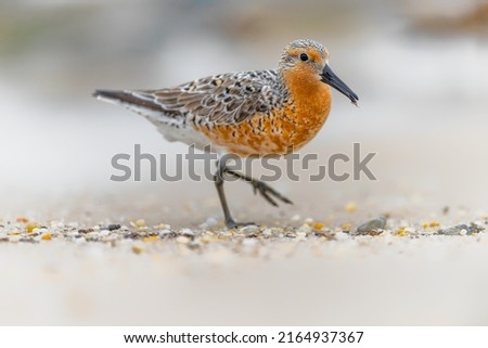 Red knot. Endangered species. One of the most endangered distinct populations of birds. Environment day, World Habitat and  wildlife day. Striking pose, scene on the shoreline. Royalty-Free Stock Photo #2164937367