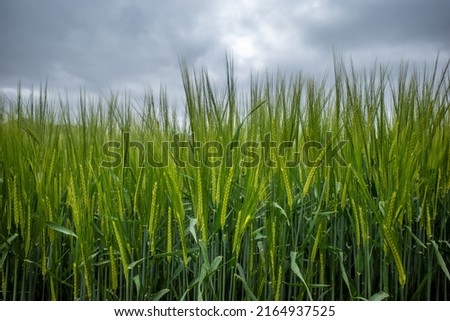 A number of green ears of wheat or barley in a field with a bright green background on a cloudy day
