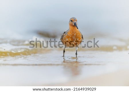 Red knot. Protect the endangered species, biological diversity theme.3rd March, world day of endangered species. Royalty-Free Stock Photo #2164939029