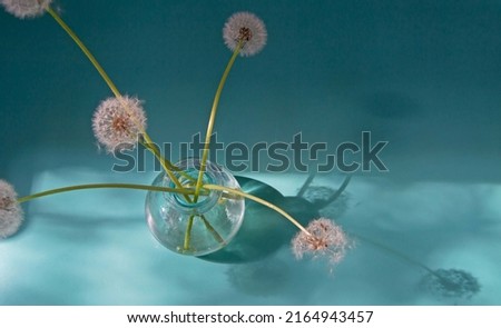 Minimalistic floral still life with white fluffy dandelions in a glass vase on a sea green background. Flower card concept, layout, template, invitations, floral design. Top view, copy space.