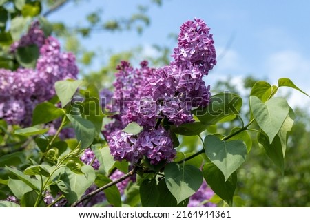 A purple lilac in full bloom in spring