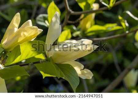 Magnificent magnolia blossoms, cream, in spring