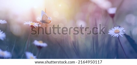 Art blurred nature background; summer or spring morning field with fresh wild daisies and flying butterfly
