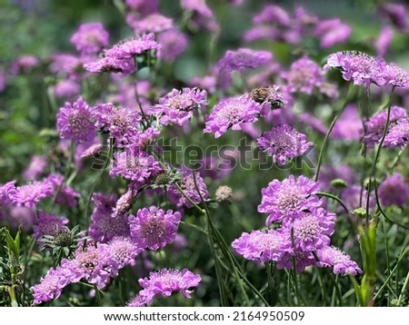 Scabiosa columbaria Pink Mist, also known as pincushion flower seen in early summer. Royalty-Free Stock Photo #2164950509