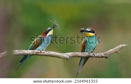 Two  bee-eater sits on a branch and has a dragonfly in its beak. Merops apiaster