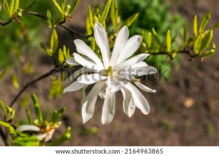 Flowering Magnolia Stellata. Spring yellow flowers of kobus with selective focus, star magnolia tree for modern landscape design