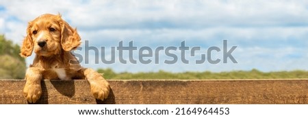 Panoramic cute golden puppy dog leaning on a wooden fence outside web banner header panorama Royalty-Free Stock Photo #2164964453