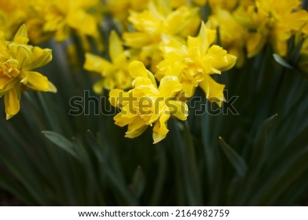 Photo of yellow daffodils. Can be used as a background.