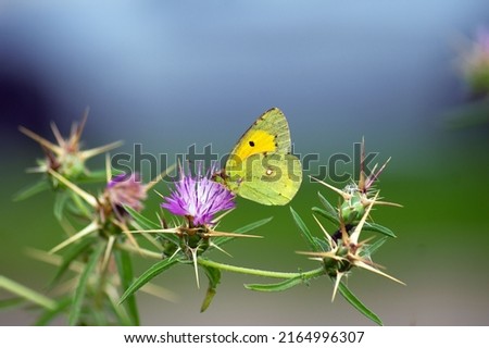 Colias croceus, clouded yellow butterfly