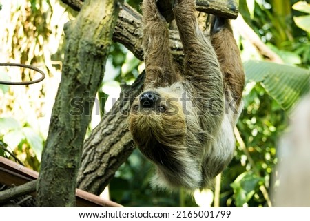 picture Sloth crawling on a horizontal branch. Two-toed sloth. sloth hanging upside down. Slowly, crawling. Calm down, animals.