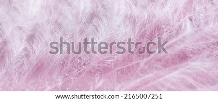 Transparent water droplets on pink feather on turquoise background, Dreamy elegant image of fragility and beauty of nature. Light airy natural Desktop background. Macrophotography. Selective focus.