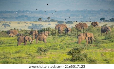 Large herd of African Eephants, Loxodonta africana feeding in Murchison Falls National Park, Uganda Royalty-Free Stock Photo #2165017123