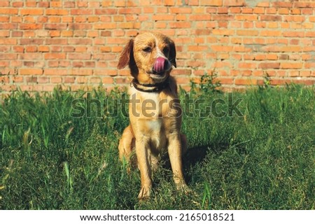  Dog sitting in the grass licking his nose.