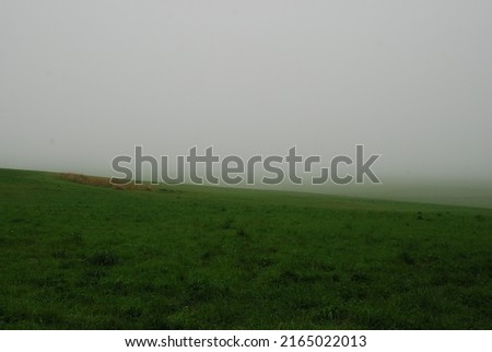 Green field in dense fog. A large green field, and behind it the forest was shrouded in mist. Growing grass, herbs, clover and flowers are visible in the foreground. The fog hangs over the field like 
