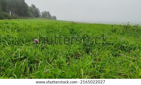 Green field in the fog. A large green field, and behind it the forest was shrouded in mist. Growing grass, herbs, clover and flowers are visible close up. Mist hung over the field like white milk.