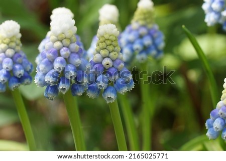  Mountain Lady Muscari. Spring flowers in the garden.                               Royalty-Free Stock Photo #2165025771