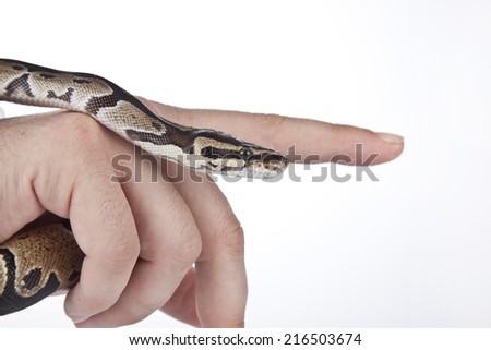 Ball Python on the hand with white background