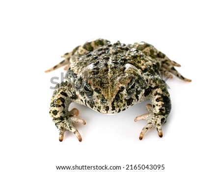 Natterjack toad in front of white background