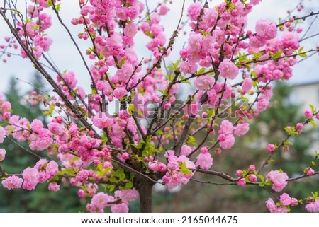 Branches of a young sakura blossom tree with selective focus and a blurred background. Backdrop with copy space for text.