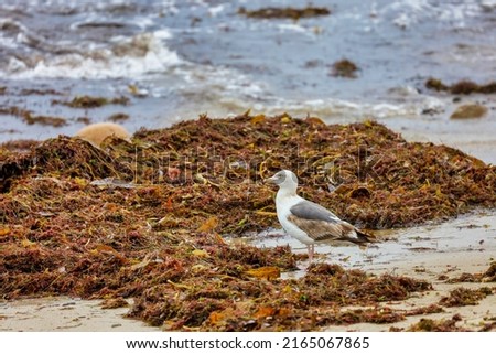 A young western gull foraging around seaweed on the coastline in California.