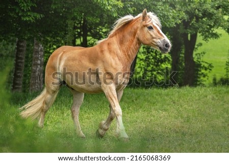 Portrait of a pretty haflinger horse gelding on a pasture in summer outdoors Royalty-Free Stock Photo #2165068369