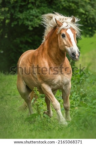 Portrait of a pretty haflinger horse gelding on a pasture in summer outdoors Royalty-Free Stock Photo #2165068371