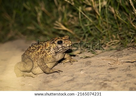 Common toad frog close up with beautiful white background 