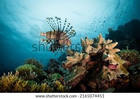 Lionfish, originally native to Indo-pacific regions, has been found in the Atlantic, Gulf of Mexico, and Caribbean, harming local coral reef ecosystems. Royalty-Free Stock Photo #2165074451