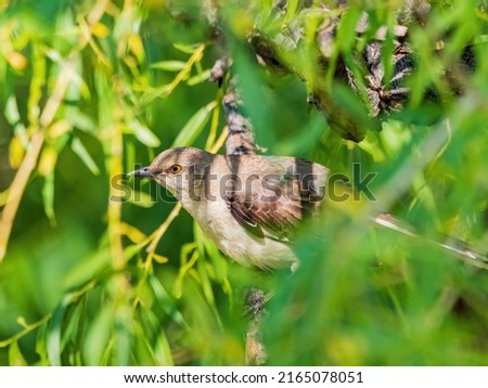Close up shot of Northern mockingbird hiding in a tree at Oklahoma