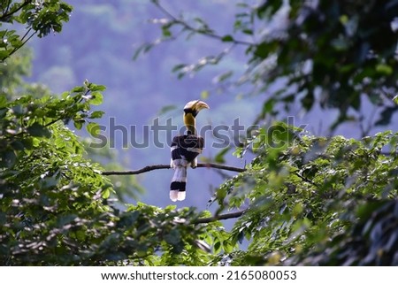 Hornbills in the Khao Yai forest are flying in search of food