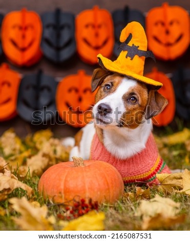 A young Jack Russell dog with a witch's hat on his head lies on fallen leaves in the yard dressed up for Halloween next to a pumpkin. Happy halloween concept