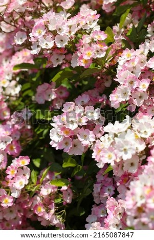 Pink and white mix colored bunch of rose flowers "Ballerina" under the sun light photography.