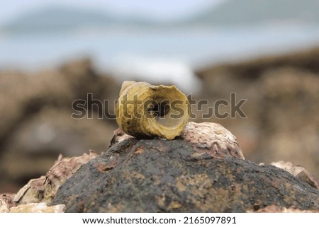 old shell on rocks in Thailand