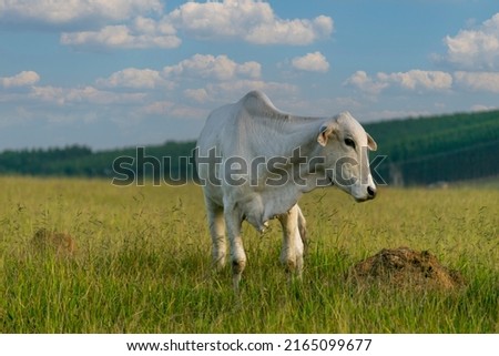 nelore, brazilian cattle in the pasture