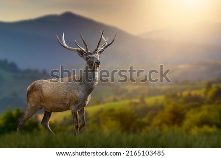 Red deer stands in the grass against the backdrop of mountains at sunset Royalty-Free Stock Photo #2165103485